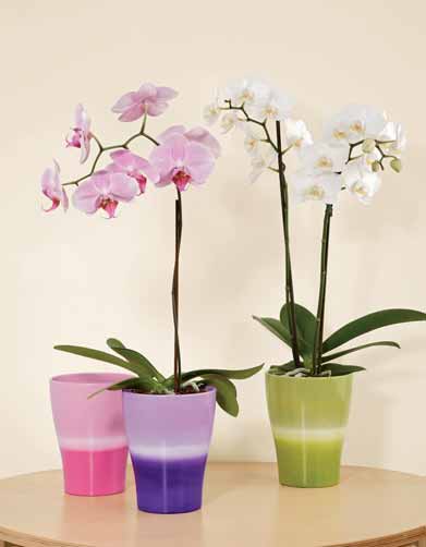Batida lime 608/17 pflanzgefaess